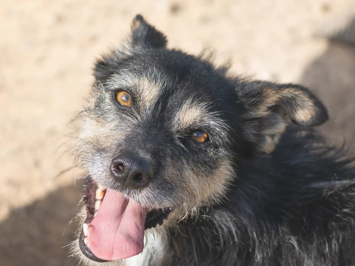 Lupo, male Mixed Breed for adoption at Refugio Casas Ibanez e.V.
