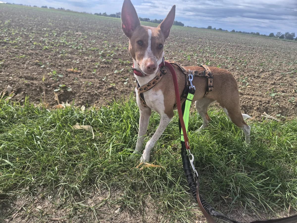 Susi, female 3yo Mixed Breed for adoption at Refugio Casas Ibanez e.V., Wiesbaden