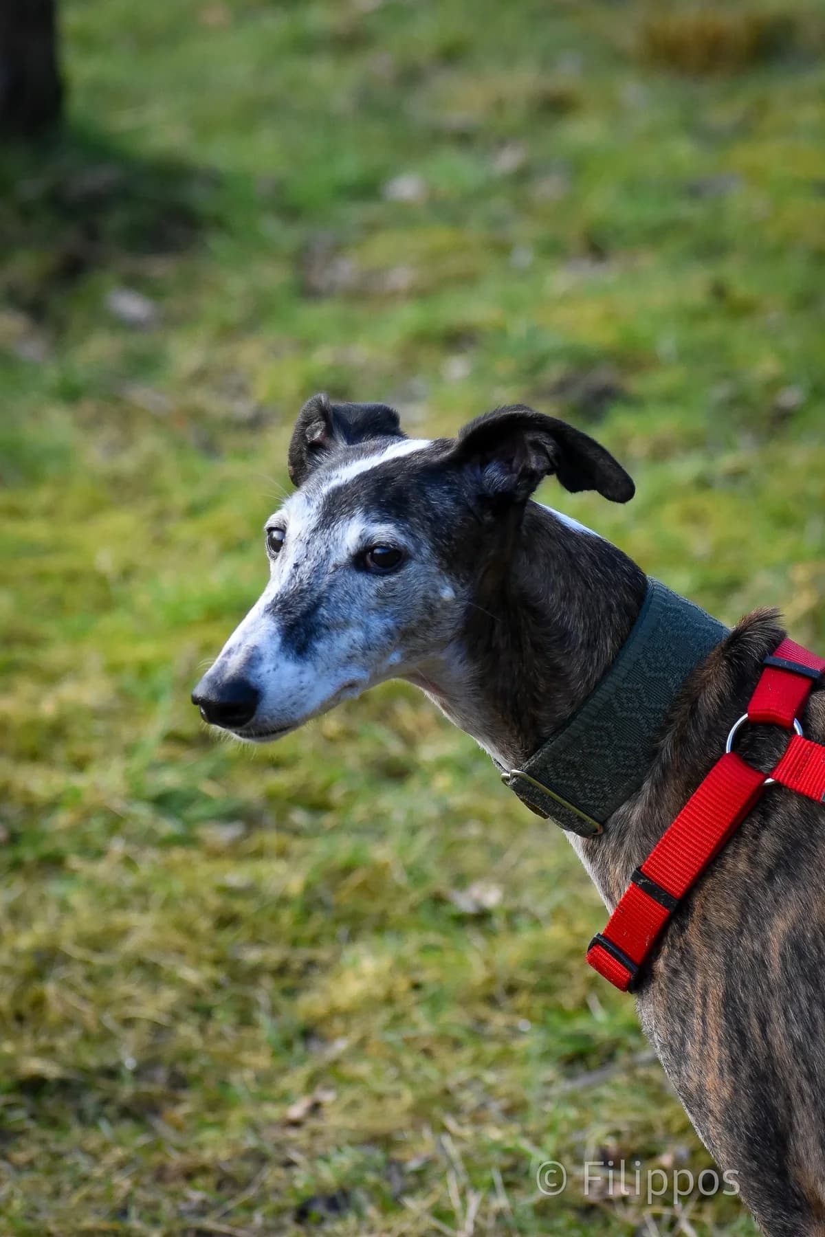 Uma, female Mixed Breed for adoption at Refugio Casas Ibanez e.V.