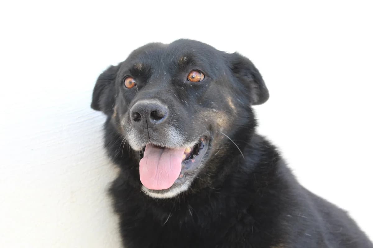 Yanis, female senior Mixed Breed for adoption at Refugio Casas Ibanez e.V., Wiesbaden