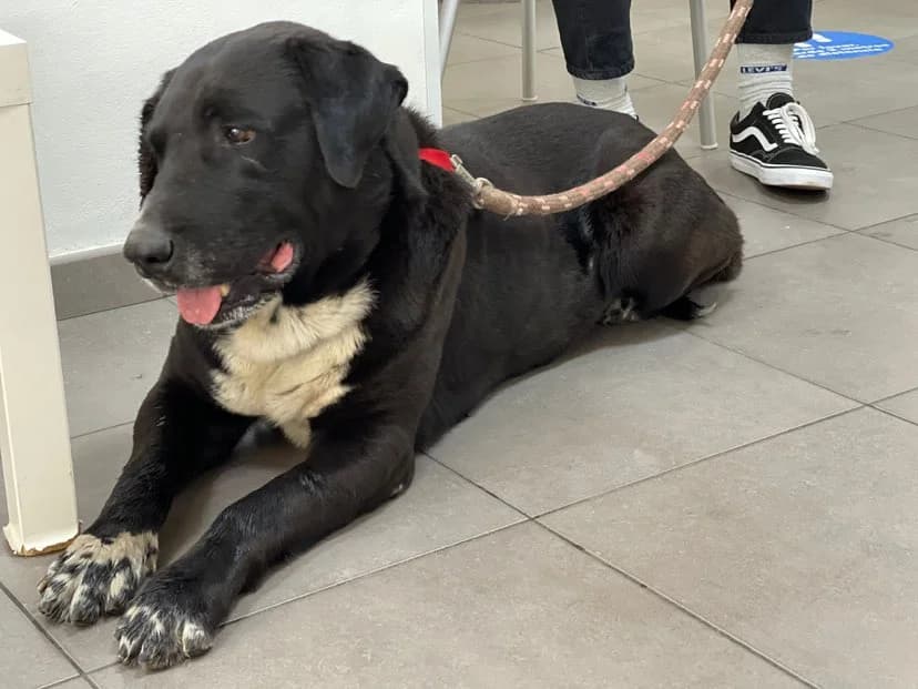Bounty,  Mixed Breed for adoption at Refugio FALG e.V.