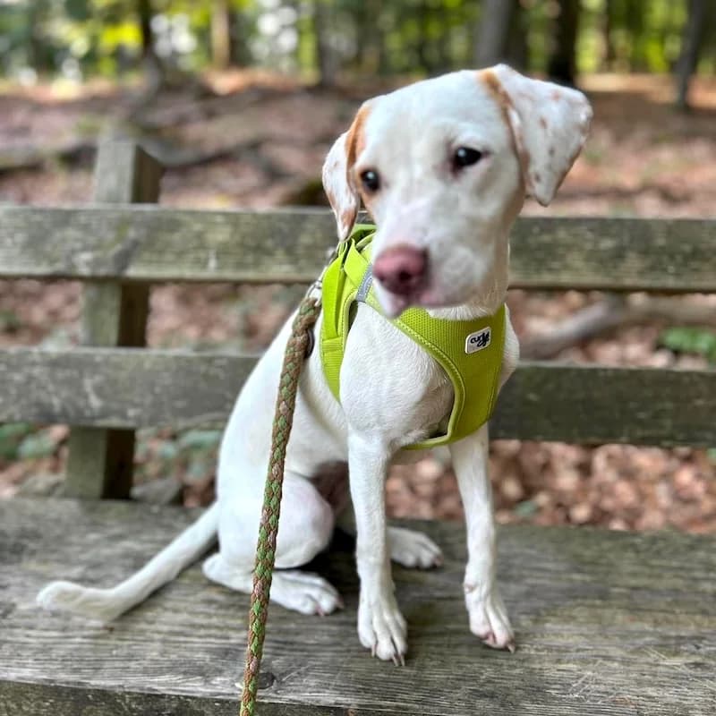 Fine,  Mixed Breed for adoption at Refugio FALG e.V.