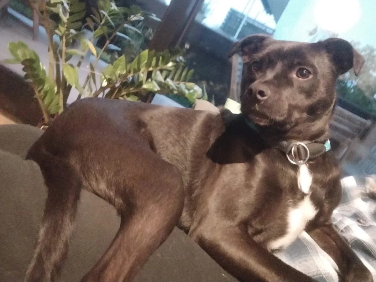 Mojo,  puppy Mixed Breed for adoption at Refugio FALG e.V.