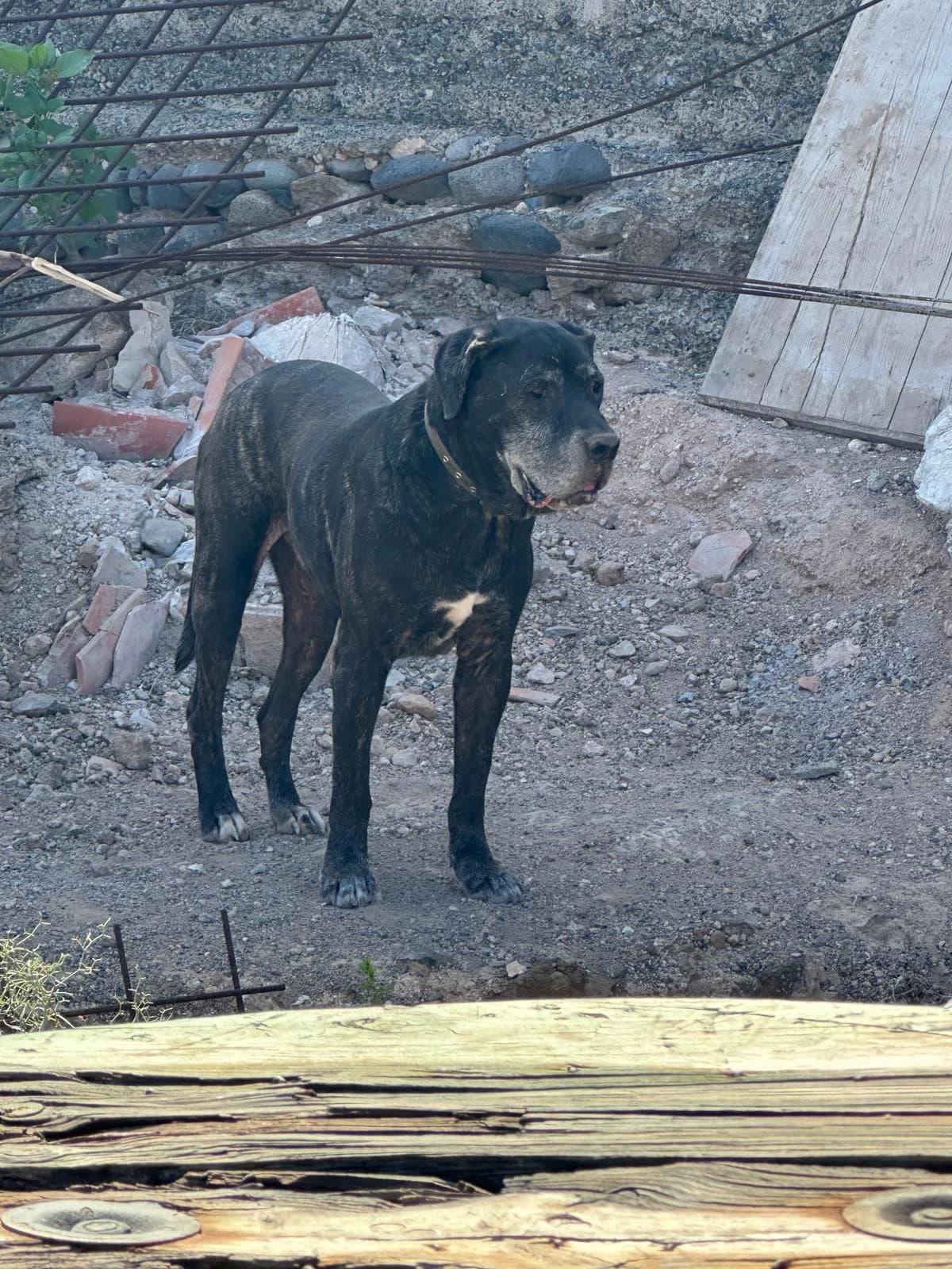 Orion,  Mixed Breed for adoption at Refugio FALG e.V.