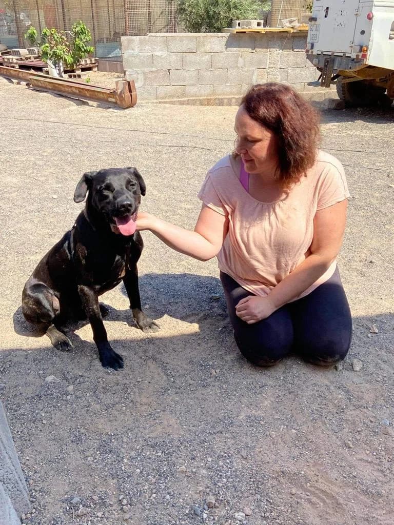 Pau,  4yo Mixed Breed for adoption at Refugio FALG e.V.