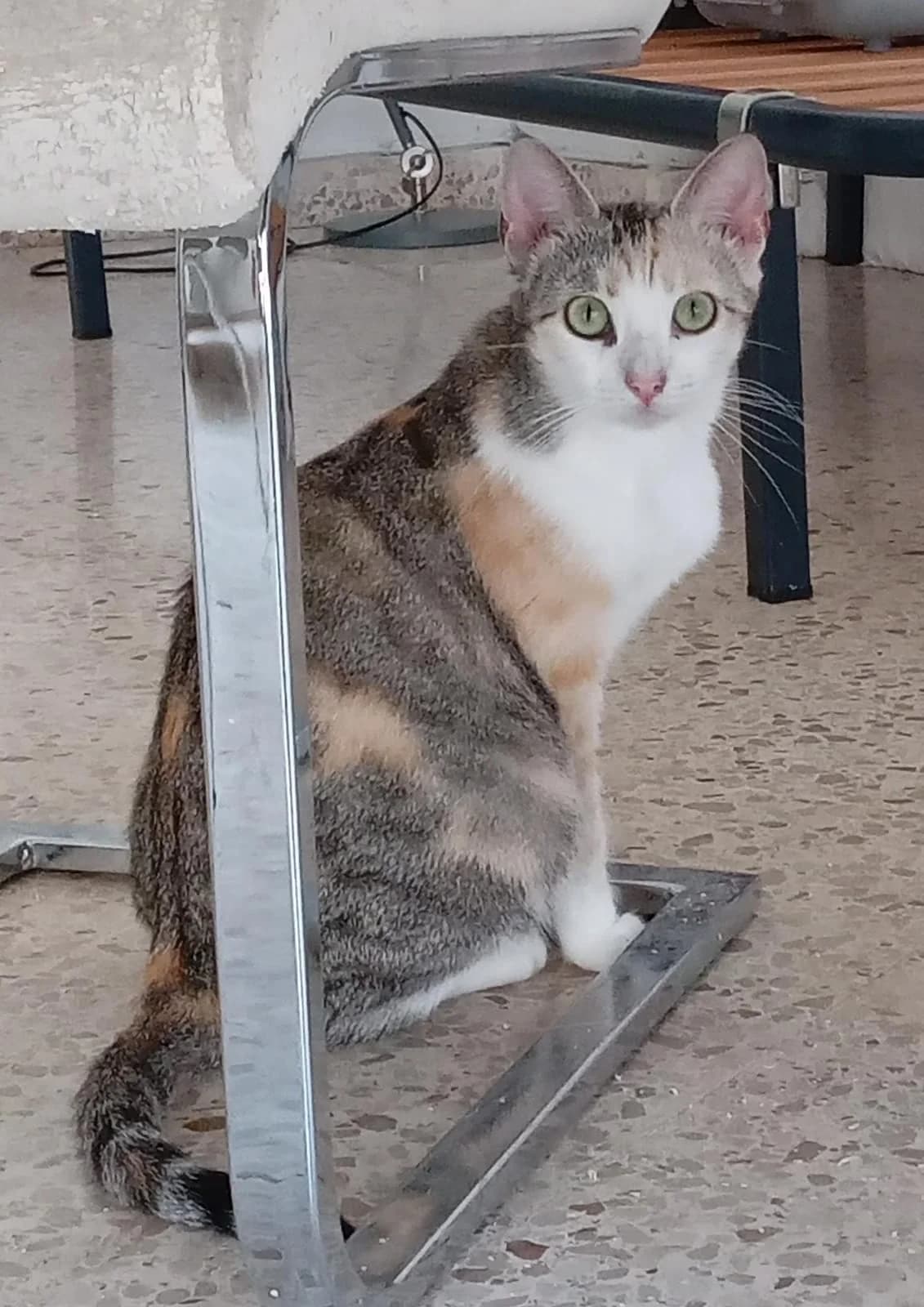 Paz,  Mixed Breed for adoption at Refugio FALG e.V.