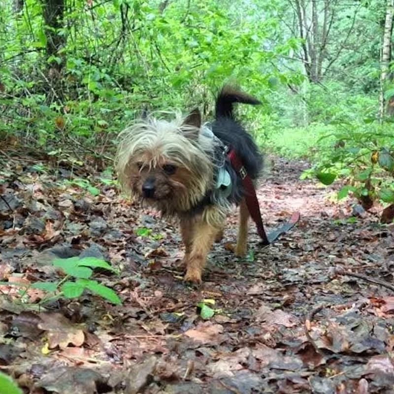 Pichi,  4yo Yorkshire Terrier for adoption at Refugio FALG e.V.