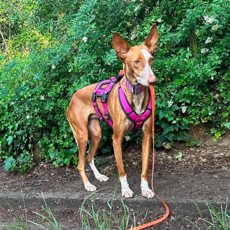 Wendy,  Mixed Breed for adoption at Refugio FALG e.V.