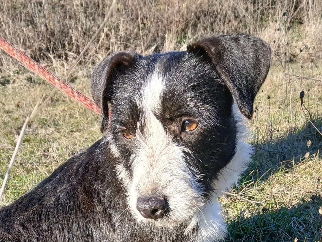 Mia, female puppy Mixed Breed for adoption at Rescued Souls e.V.