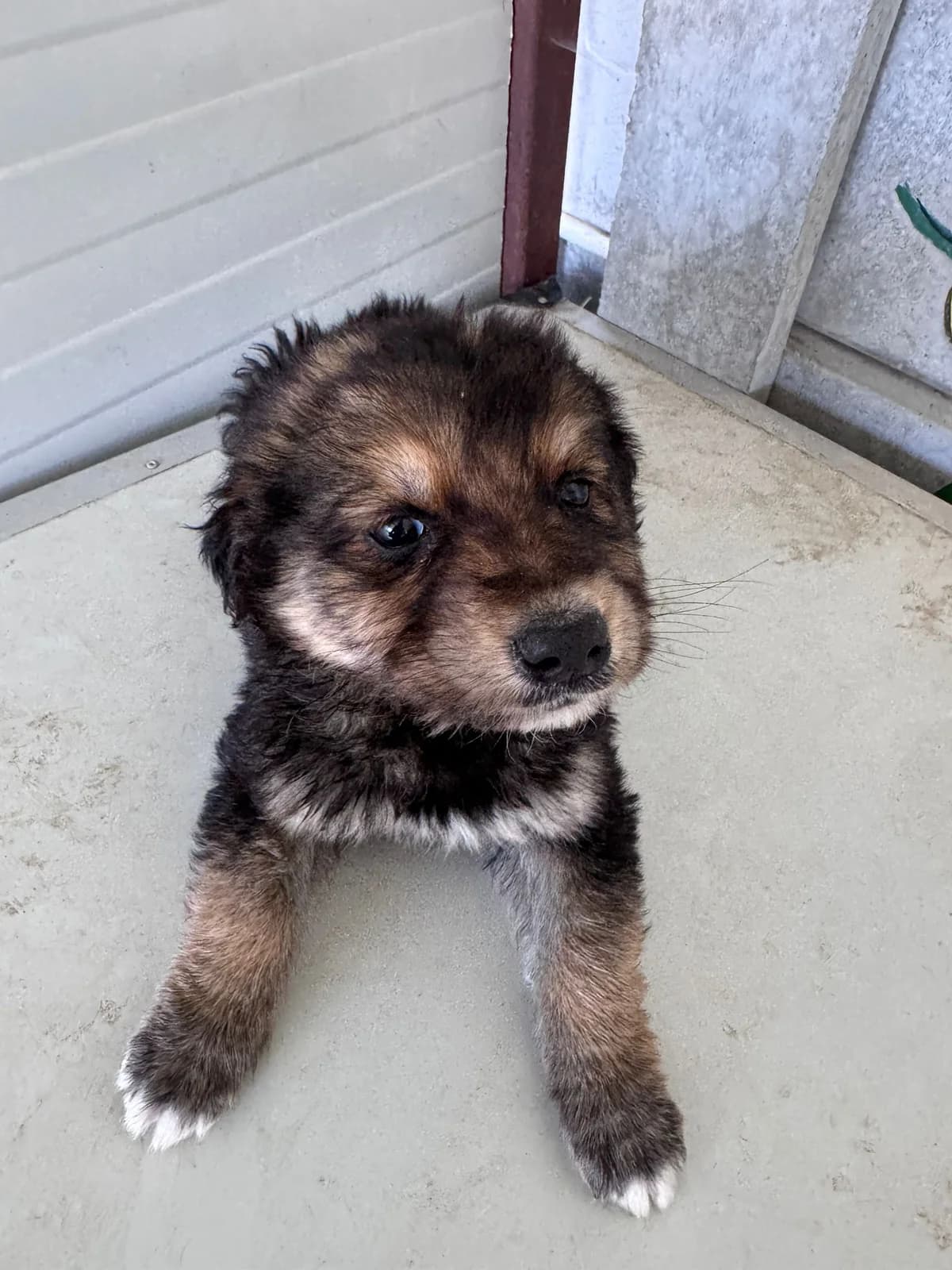 Alessia, female young Mixed Breed for adoption at Rescued Souls e.V.