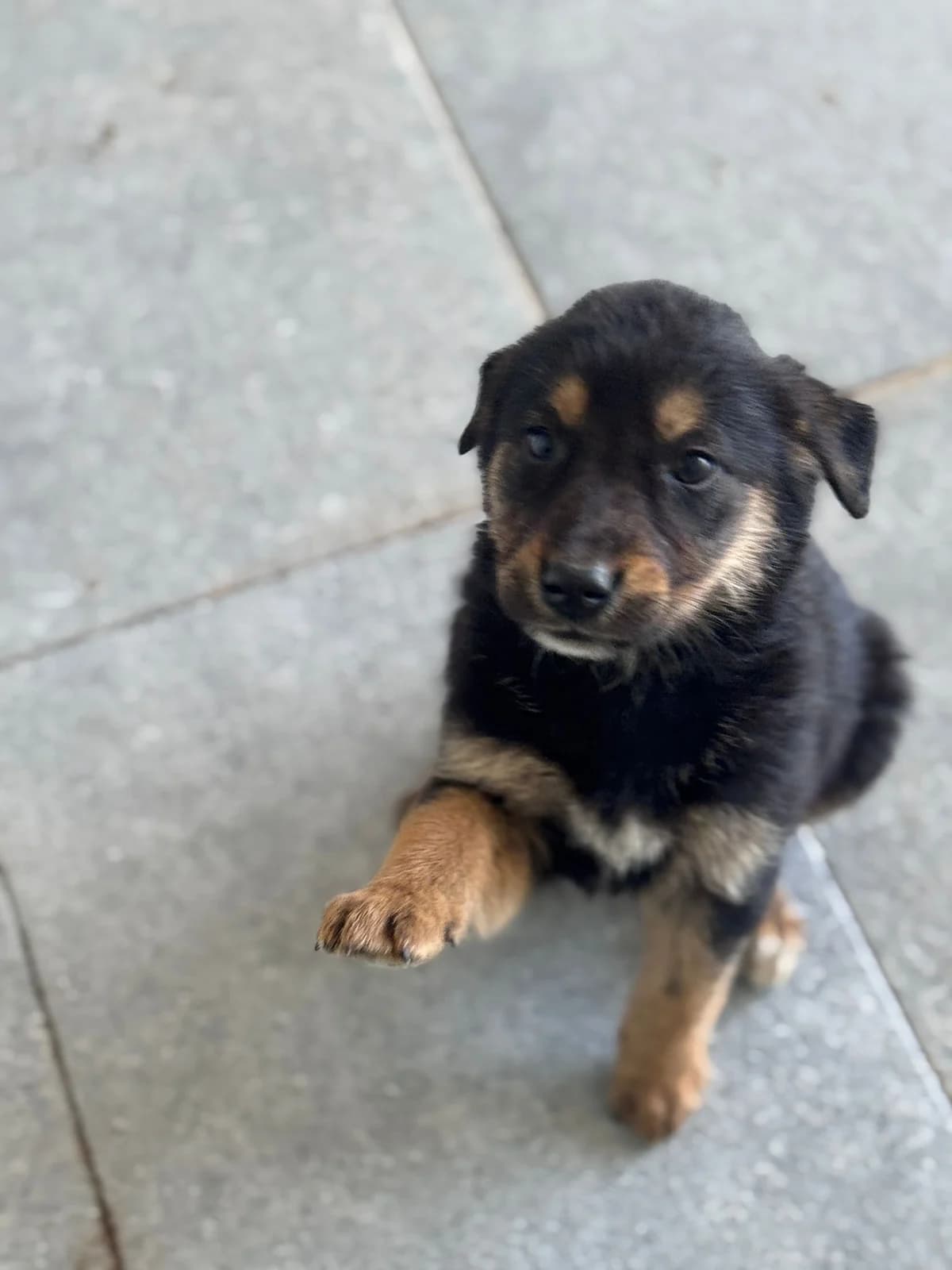Anna, female young Mixed Breed for adoption at Rescued Souls e.V., Pfinztal