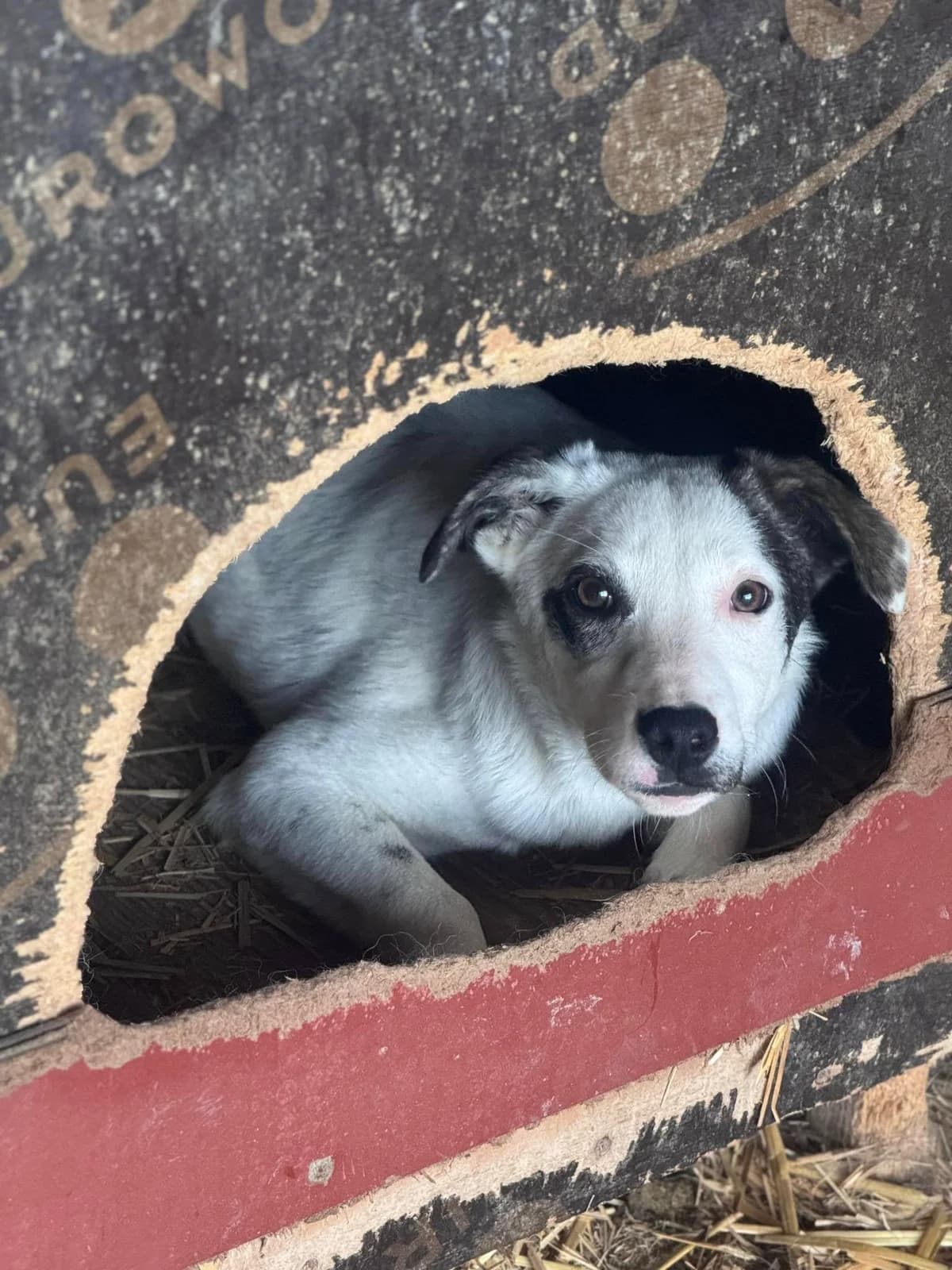 Kiya, female Mixed Breed for adoption at Rescued Souls e.V., Pfinztal