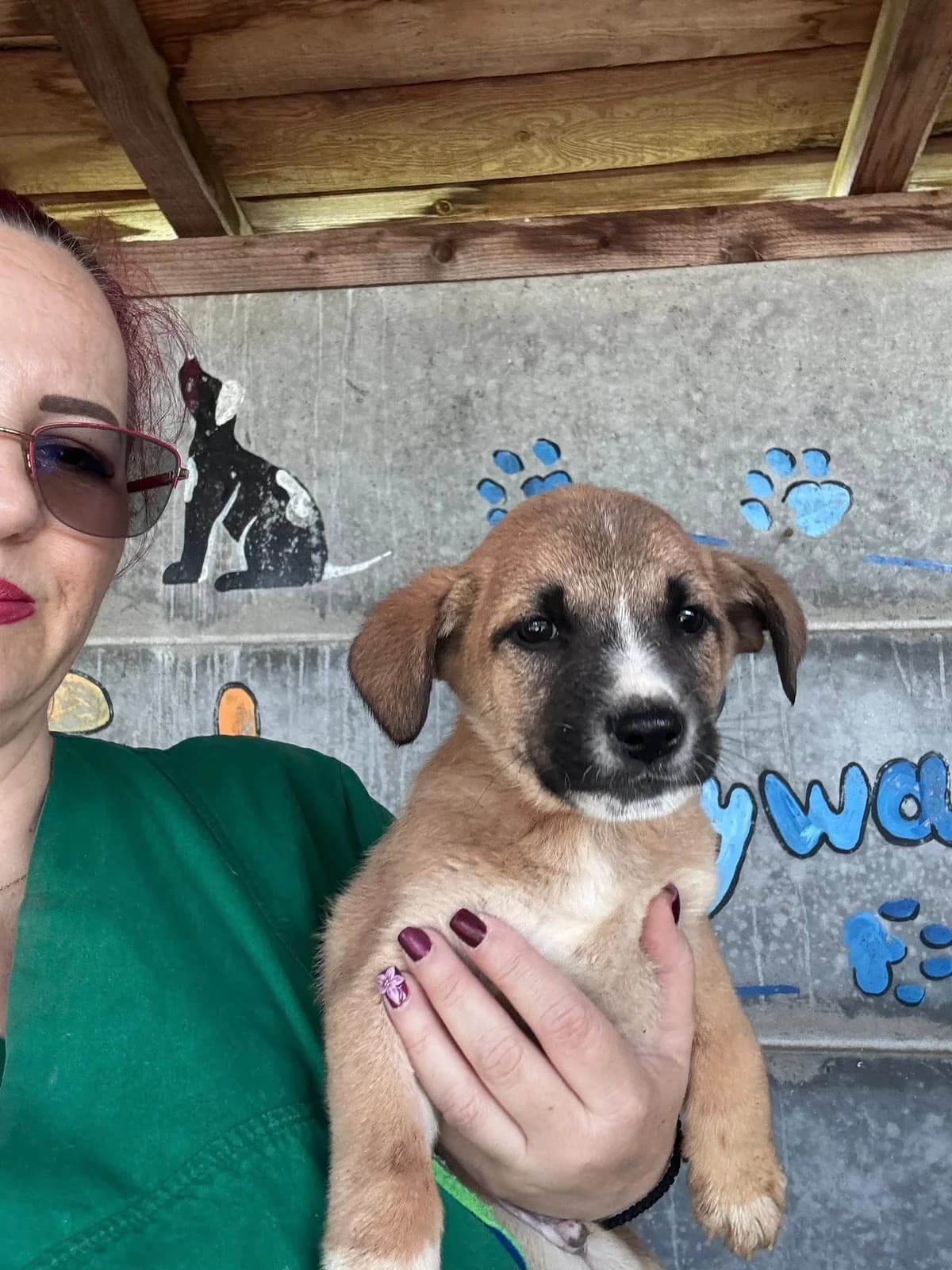 Billy, male puppy Mixed Breed for adoption at Rescued Souls e.V., Pfinztal