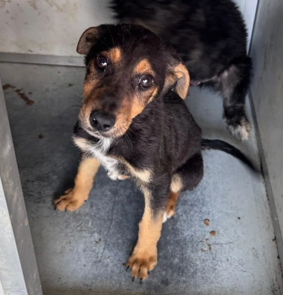 Ace, male young Mixed Breed for adoption at Rescued Souls e.V., Pfinztal