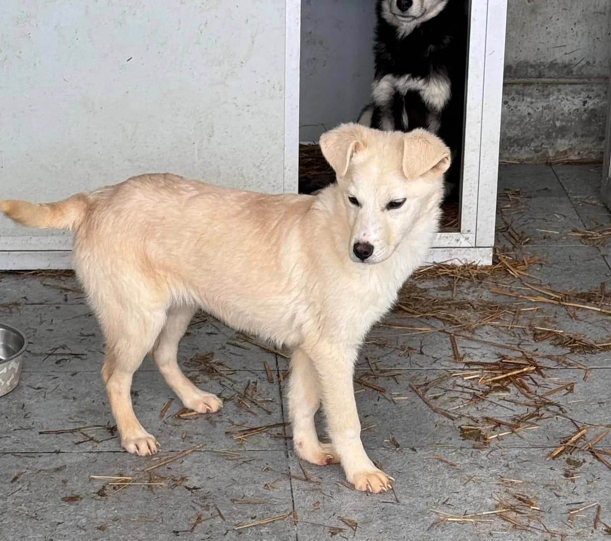 Sonny, male puppy Mixed Breed for adoption at Rescued Souls e.V., Pfinztal