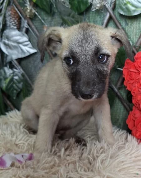 Marc, male Mixed Breed for adoption at Rescued Souls e.V., Pfinztal
