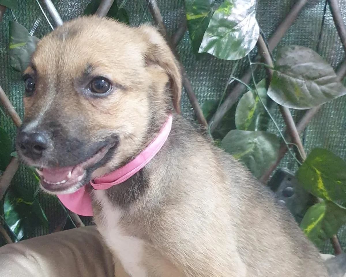Lisa, female Mixed Breed for adoption at Rescued Souls e.V., Pfinztal
