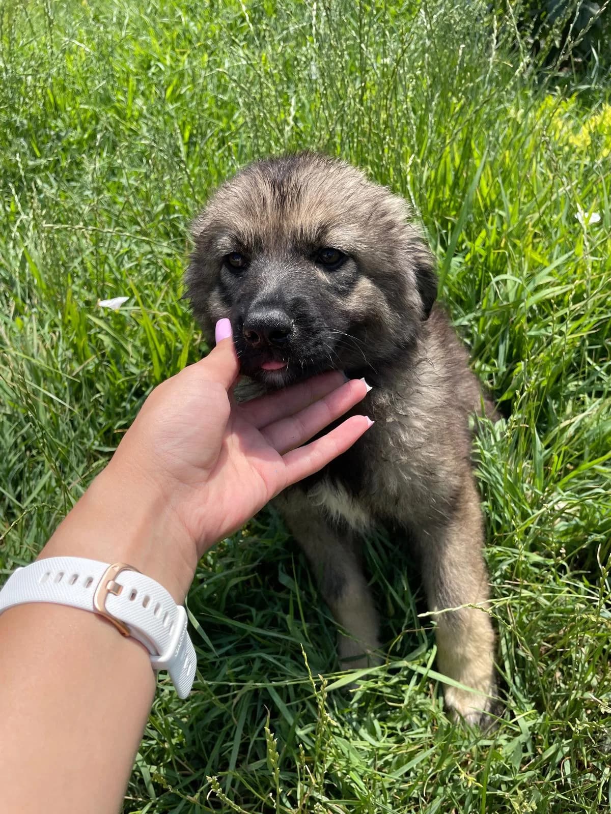 Kira, female Mixed Breed for adoption at Rescued Souls e.V., Pfinztal