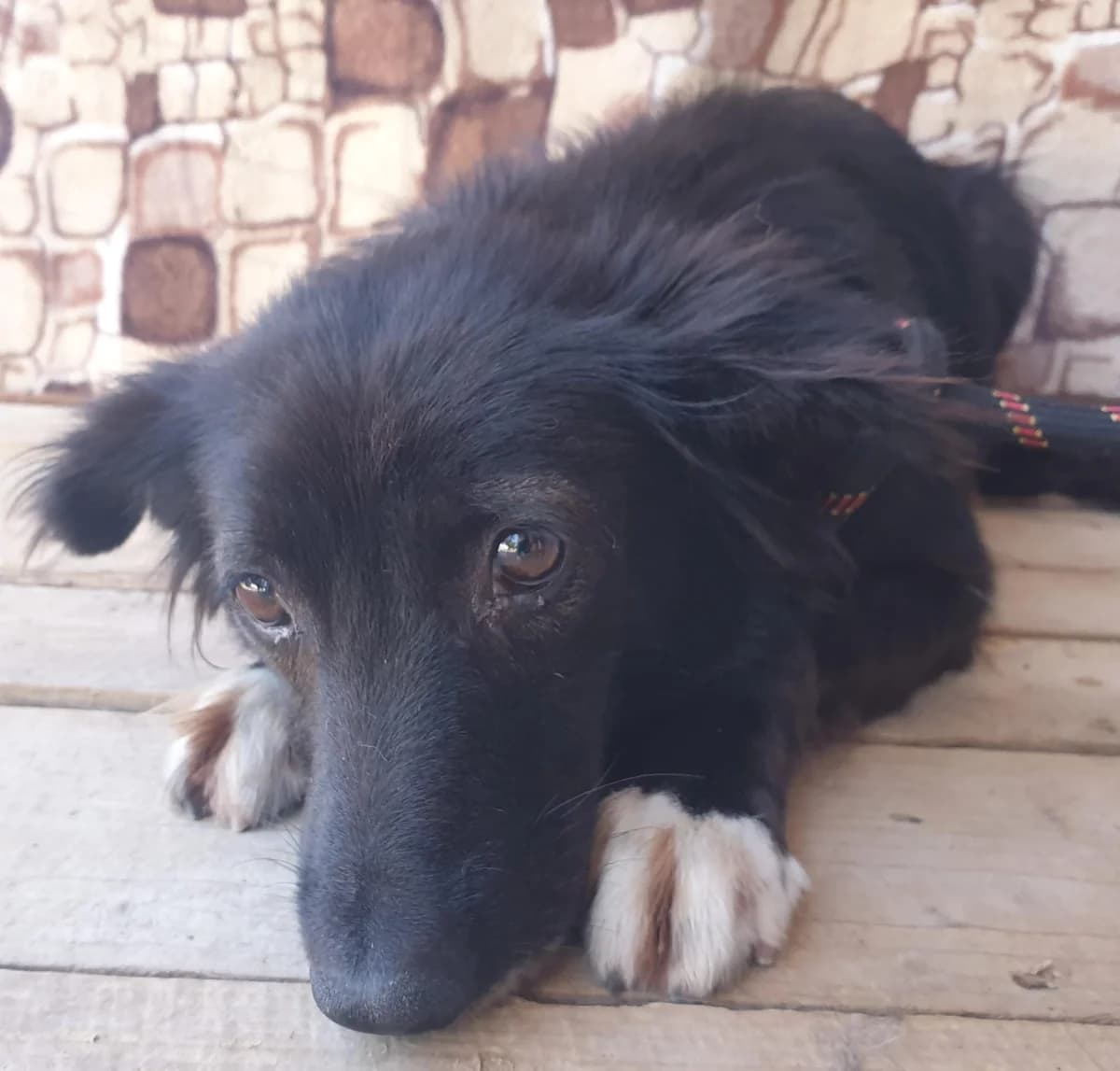 Enya, female 4yo Mixed Breed for adoption at Rescued Souls e.V., Pfinztal