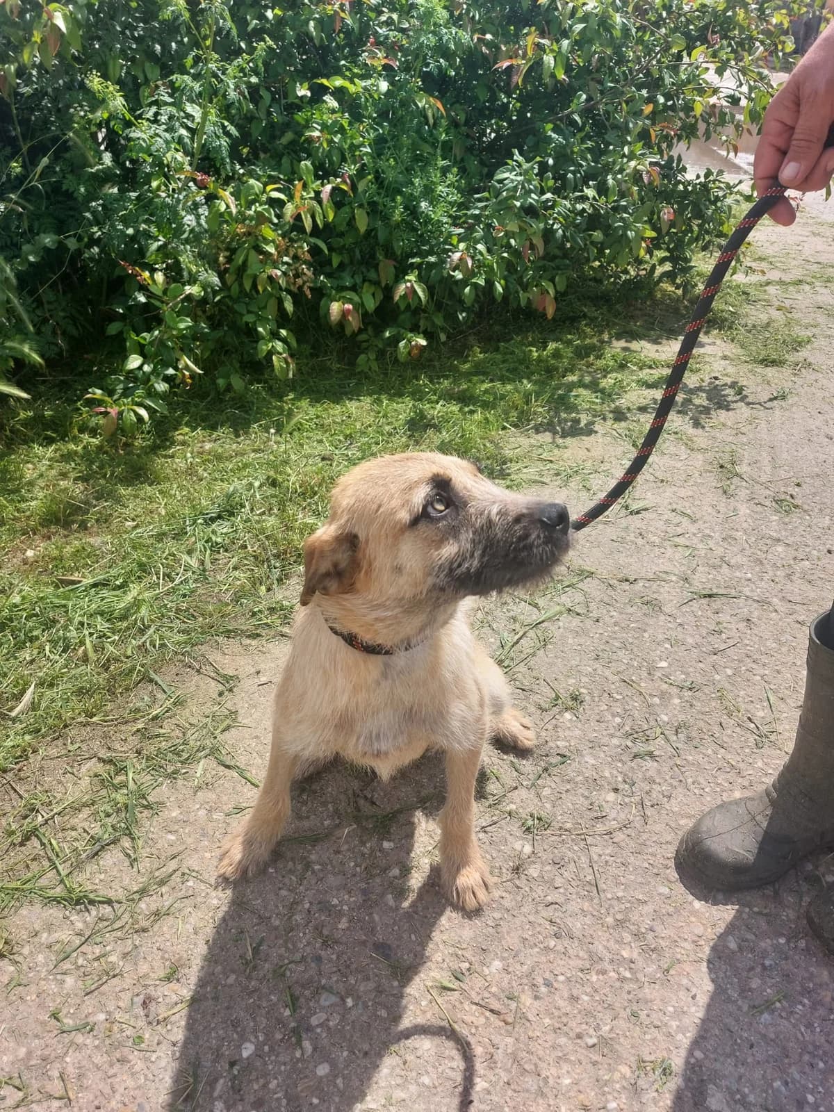 Liv, female puppy Mixed Breed for adoption at Rescued Souls e.V., Pfinztal