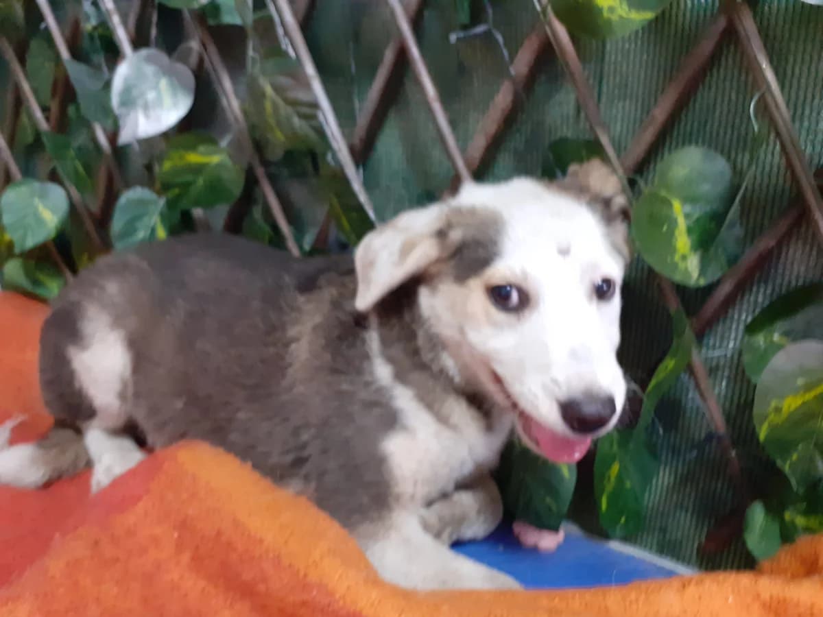 Luna, female puppy Mixed Breed for adoption at Rescued Souls e.V., Pfinztal