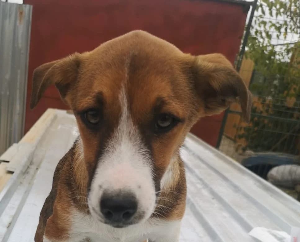 Taro, female puppy Mixed Breed for adoption at Rescued Souls e.V., Pfinztal