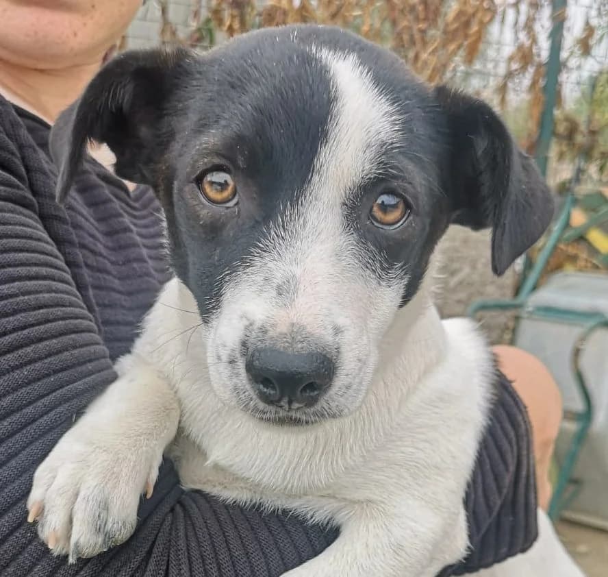 Emely, female puppy Mixed Breed for adoption at Rescued Souls e.V., Pfinztal