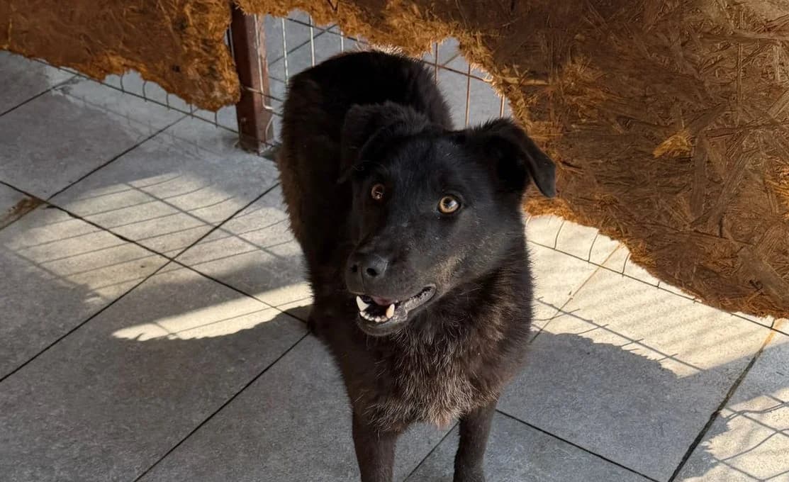 Oreo, male young Mixed Breed for adoption at Rescued Souls e.V., Pfinztal