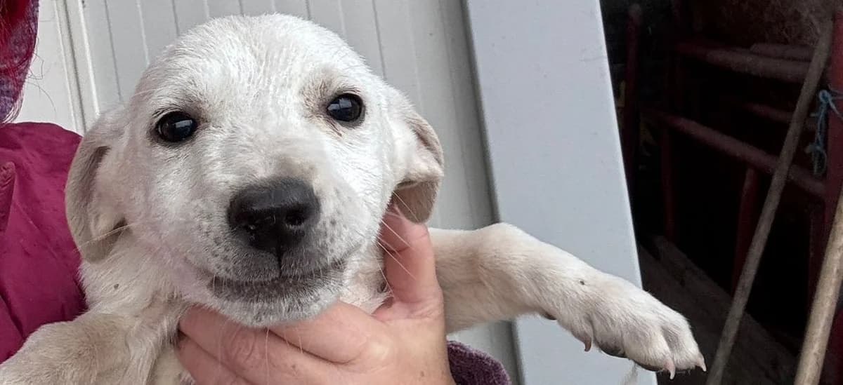 Paulchen, male puppy Mixed Breed for adoption at Rescued Souls e.V., Pfinztal