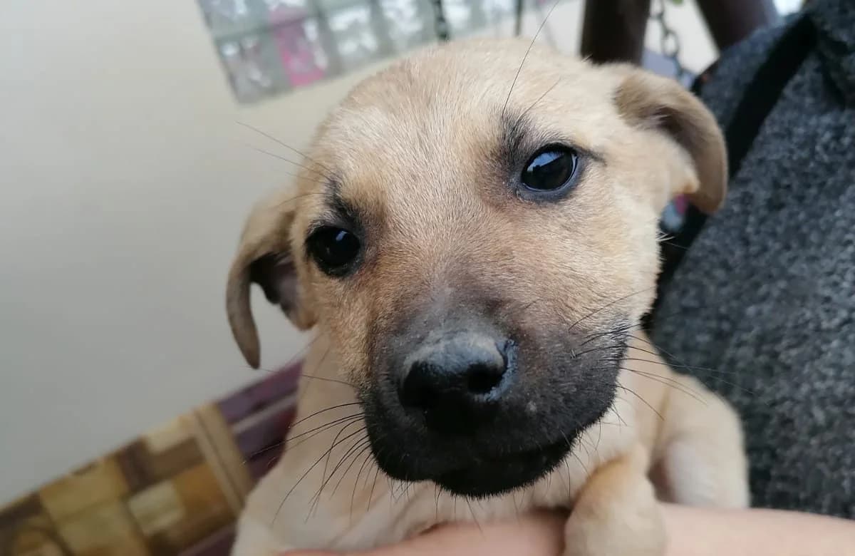 Percy, male puppy Mixed Breed for adoption at Rescued Souls e.V., Pfinztal