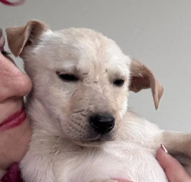 Pearl, female puppy Mixed Breed for adoption at Rescued Souls e.V., Pfinztal