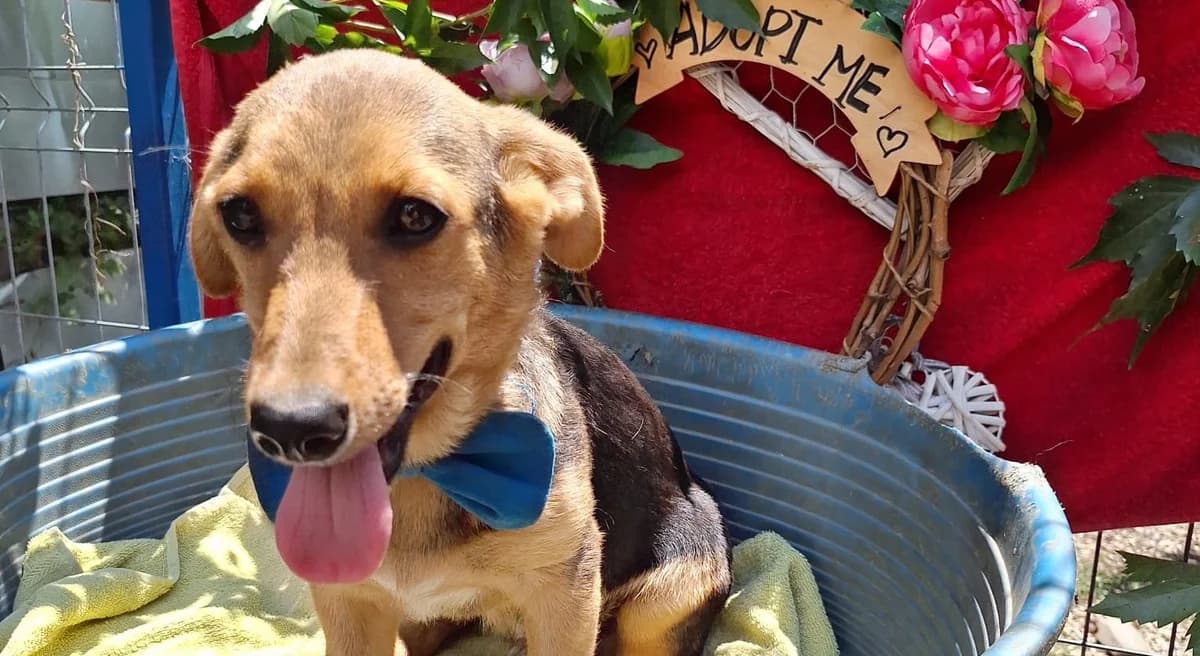 Petro, male puppy Mixed Breed for adoption at Rescued Souls e.V., Pfinztal