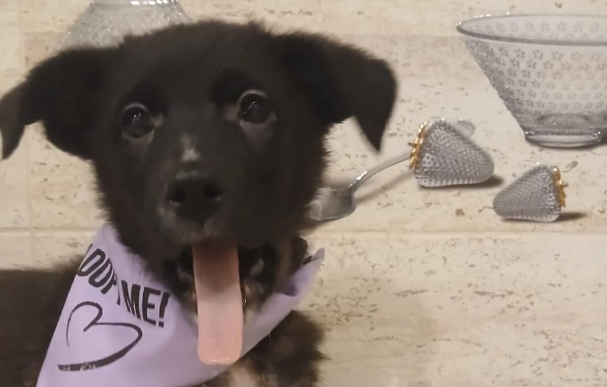 Toffee, male puppy Mixed Breed for adoption at Rescued Souls e.V., Pfinztal