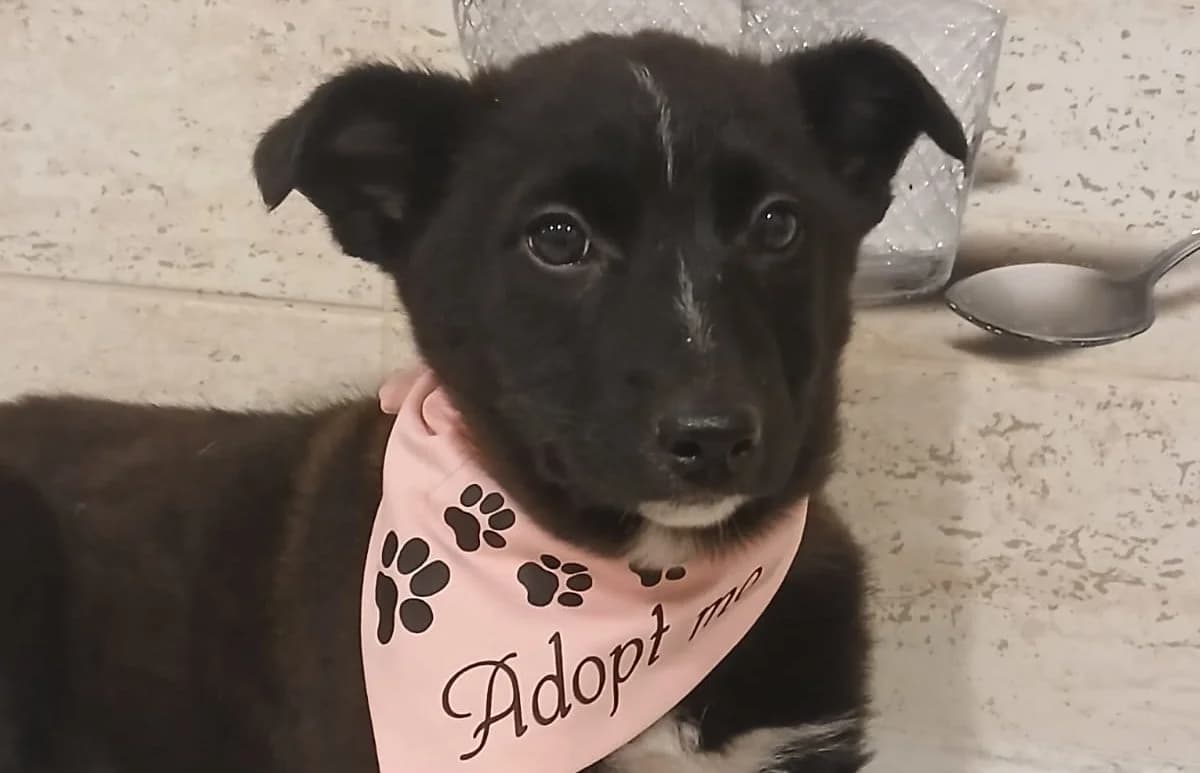 Cici, female puppy Mixed Breed for adoption at Rescued Souls e.V., Pfinztal