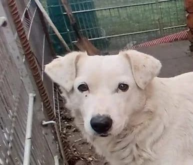 Snow, male young Mixed Breed for adoption at Rescued Souls e.V., Pfinztal