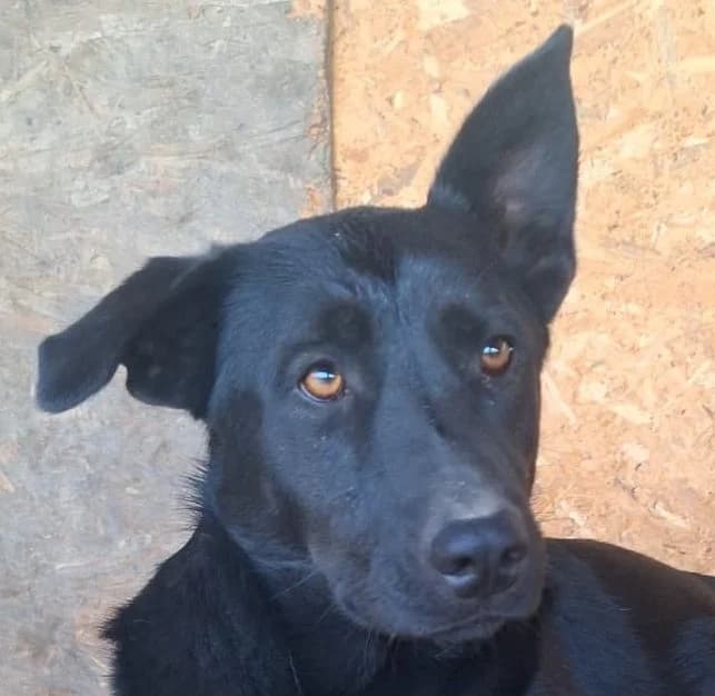 Carlin, female young Mixed Breed for adoption at Rescued Souls e.V., Pfinztal
