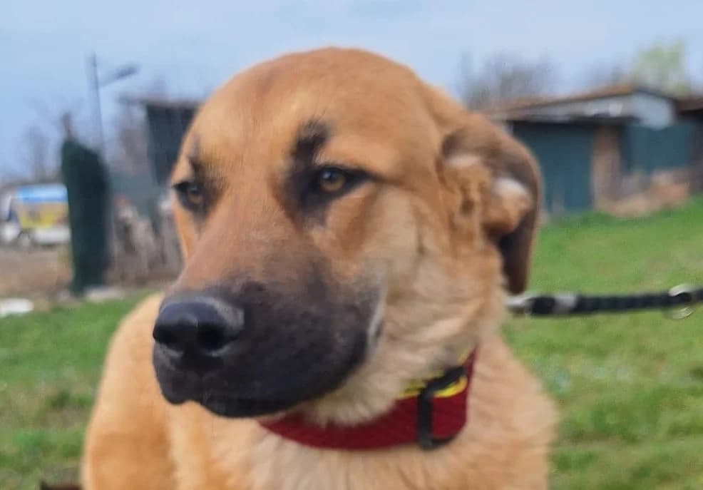 Sally, female puppy Mixed Breed for adoption at Rescued Souls e.V., Pfinztal