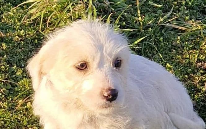 Blanca 76327 Pfinztal, female puppy Mixed Breed for adoption at Rescued Souls e.V., Pfinztal