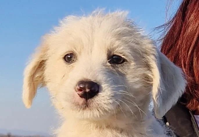 Piky 76327 Pfinztal, male puppy Mixed Breed for adoption at Rescued Souls e.V., Pfinztal