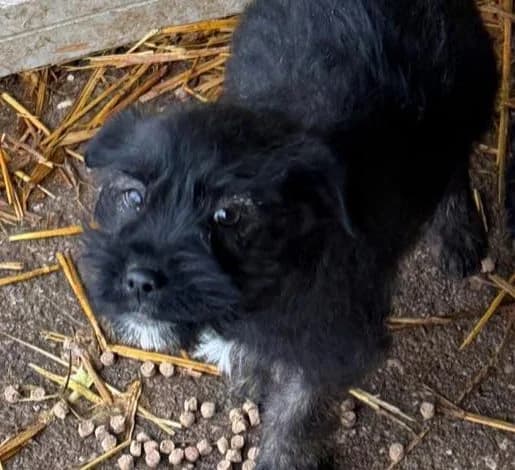 Coco, male puppy Mixed Breed for adoption at Rescued Souls e.V., Pfinztal