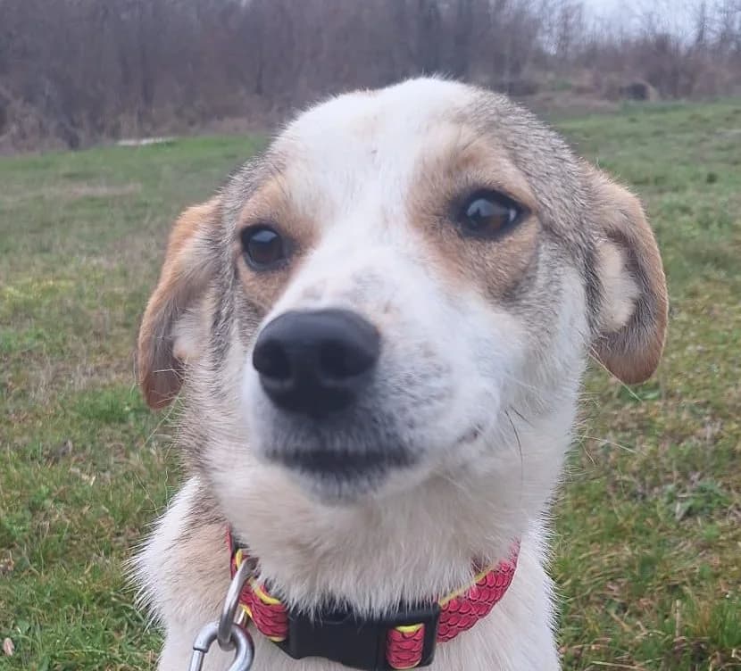Sweety 79418 Schliengen, female puppy Mixed Breed for adoption at Rescued Souls e.V., Pfinztal