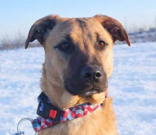 Charlie, male puppy Mixed Breed for adoption at Rescued Souls e.V., Pfinztal
