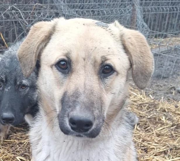 Iris, male puppy Mixed Breed for adoption at Rescued Souls e.V., Pfinztal