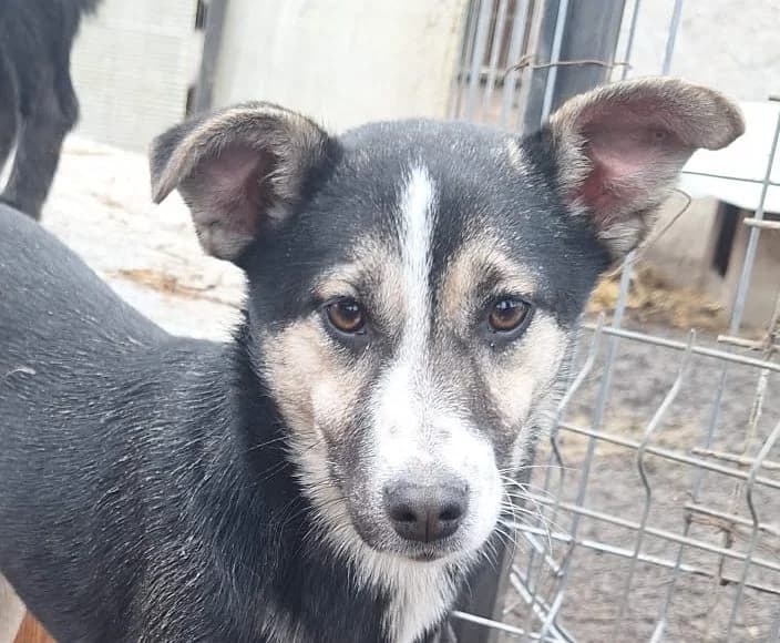 Kiki, female puppy Mixed Breed for adoption at Rescued Souls e.V., Pfinztal