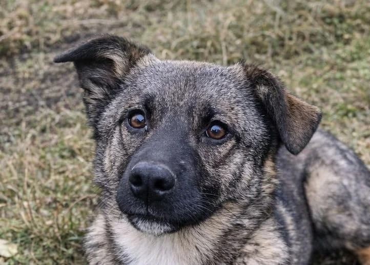 Mocha, male puppy Mixed Breed for adoption at Rescued Souls e.V., Pfinztal