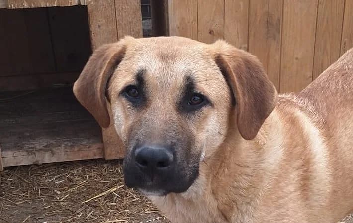 Scott, male puppy Mixed Breed for adoption at Rescued Souls e.V., Pfinztal