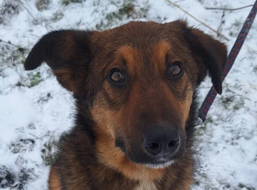 Dodomic, male puppy Mixed Breed for adoption at Rescued Souls e.V., Pfinztal