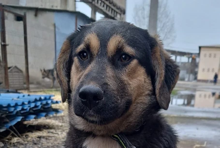 Siri, female puppy Mixed Breed for adoption at Rescued Souls e.V., Pfinztal