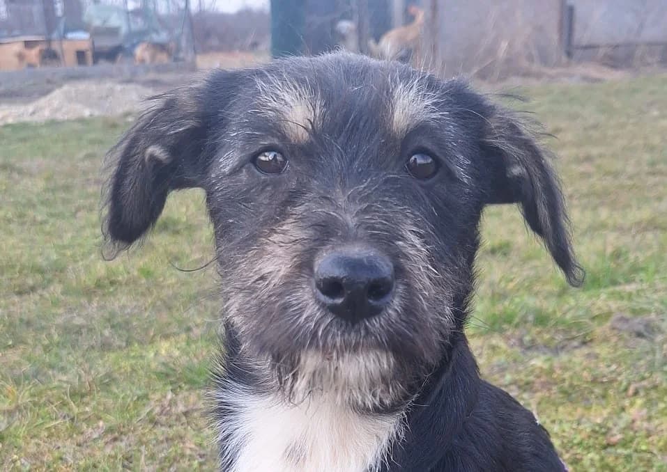 Chiki, female puppy Mixed Breed for adoption at Rescued Souls e.V., Pfinztal