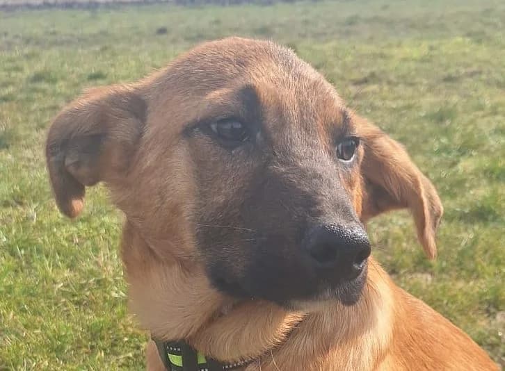 Paco, male puppy Mixed Breed for adoption at Rescued Souls e.V., Pfinztal